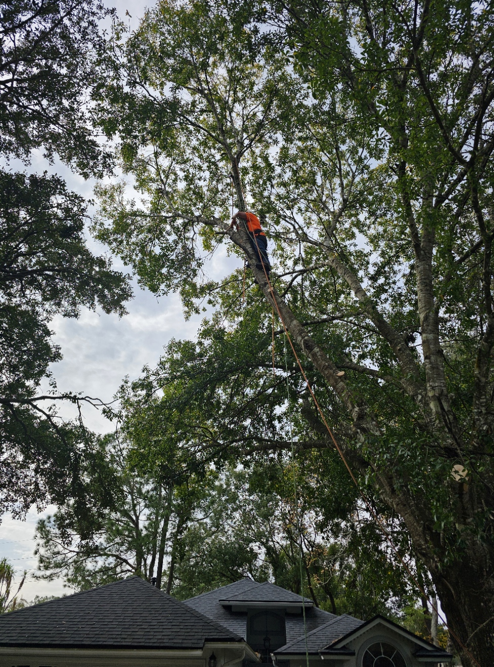 Victor climbing Oak tree